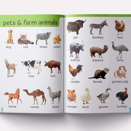 My First 1000 Words: Early Learning Picture Book to learn Alphabet, Numbers, Shapes and Colours, Transport, Birds and Animals, Professions, Opposite Words,