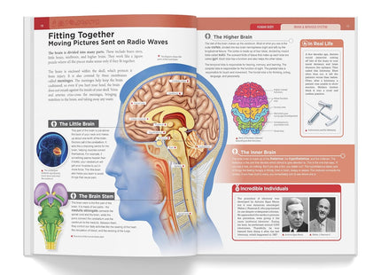 Knowledge Encyclopedia Human Body (Knowledge Encyclopedia For Children)