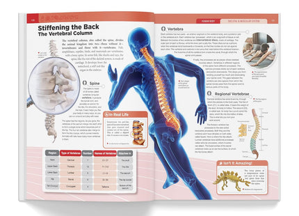 Knowledge Encyclopedia Human Body (Knowledge Encyclopedia For Children)